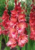 Gladiole Bimbo