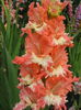 Gladiole Frizzled Coral Lace