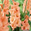 Gladiole Peter Pears