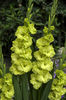 Gladiole Greenstar