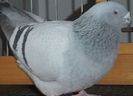 DSCF8437