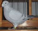 DSCF8207