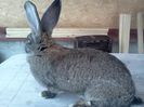 IMG1140