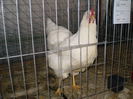 PC290082