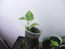 DSCF9093
