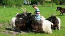 Copilul ca caprele Walliser