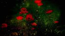 red-poppies-1920x1080-wallpaper-15237