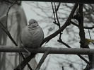 DSCN1366