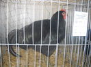 DSCN0285