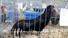 IMG_20150131_011851