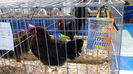 IMG_20150131_011222