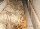 DSCN0826