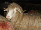 DSCN0850
