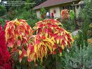 Amaranthus tricolor Splendens.