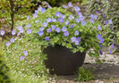 geranium azure rush,l-am pierdut:(