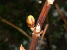 DSCN1664