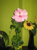 Picture My plants 2269