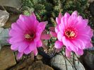 Echinopsis calliantholilacina .