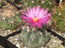 Echinocactus horizonthalonius