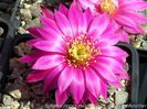 Echinocereus pulchellus ssp. acanthosetus