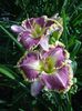 hemelocallis bestseller