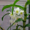 DENDROBIUM ALB