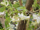 lonicera fragrantissima 30