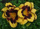 hemerocallis pumpkin-bandit,ok