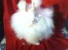 Angora Urias 001