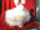 Angora Urias 006