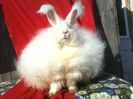 Angora Urias 008