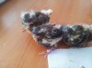 pe parcurs ne-am rarit_15 zile