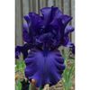 Iris germanica blue-300x300