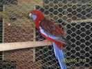 Femela-Rosella-Penant-Matca-1