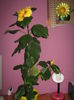 Picture My plants 2275