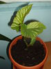begonia