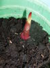 canna 14.feb.2015