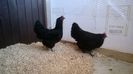 Gaini Australorp Negru