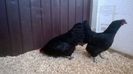 Gaini Australorp Negru