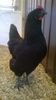 Gaina Australorp Negru