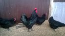 Familie Australorp Negru