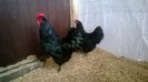 Cocos Australorp Negru