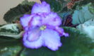 FREDETES RISEN STAR
