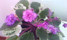 FREDETES RISEN STAR