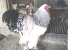Cocos BHD 2