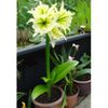 bulbi-hymenocallis-sulphur-queen-0-228x228 (1)