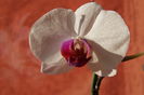 DSC03225