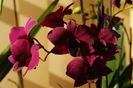 DSC03213
