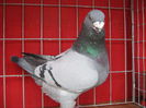 Vandut