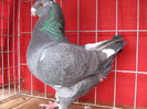 Vandut